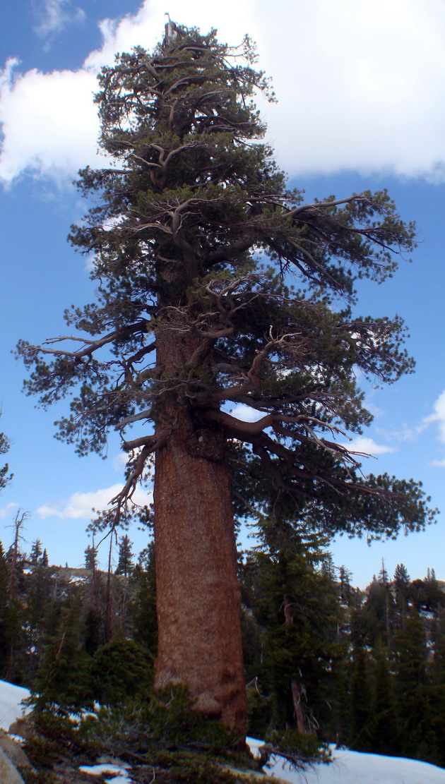 У старых деревьев P. monticola от их быстрого роста в молодости остается обычно идеально прямой ствол. Крона же приобретает обычные для старого соснового дерева признаки. Высота конкретно этого экземпляра 60 м, диаметр ствола в основании – более 2 м. 